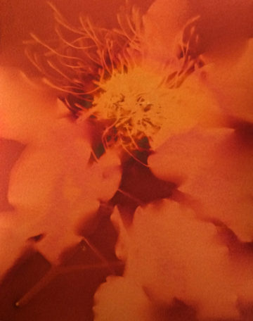 Phyllis Schwartz Kauai Starburst